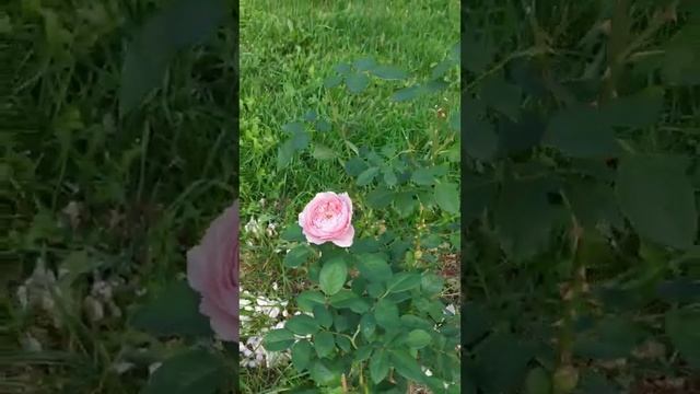 мои розы. Роза голубой Нил, Акапелла?, Королева Швеции, ?????. смотреть онлайн