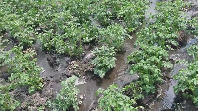 Полив картофеля арыком смотреть онлайн
