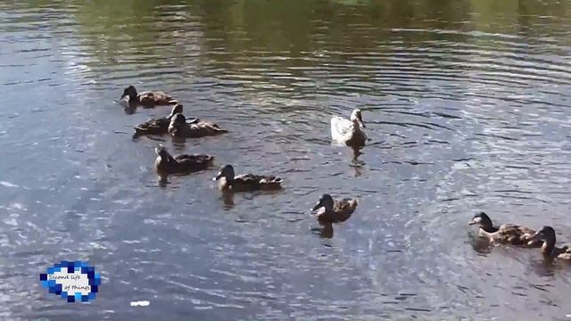 Дикие утки на реке смотреть онлайн