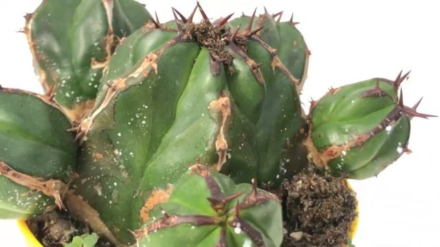 Euphorbia handiensis from GIROMAGI ITALY смотреть онлайн