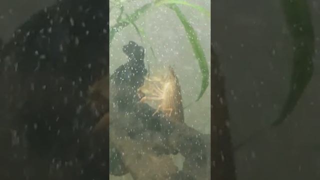 АТИОПСИС — БАНАНОВАЯ КРЕВЕТКА