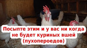 обрабатываем кур от вшей, пухопероедов и клещей