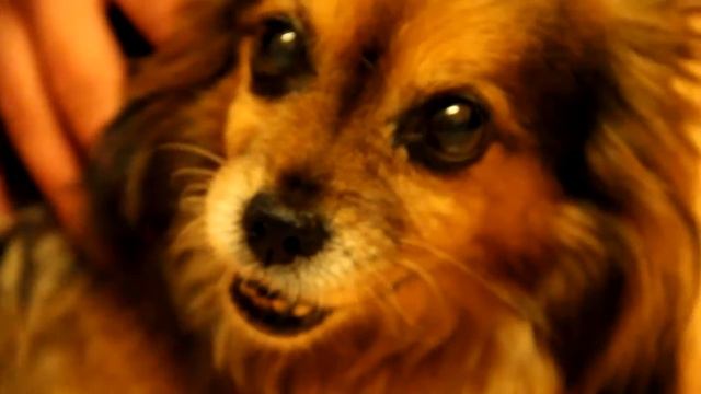 Гладим собачку! =) смотреть онлайн