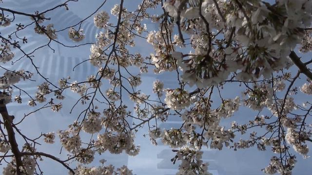 さくら（独唱）～森山直太朗～♪ピアノソロ♪ смотреть онлайн