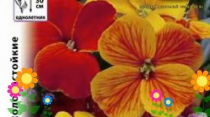 Лакфиоль гибридная Снежная королева. Краткий обзор, описание характеристик cheiranthus