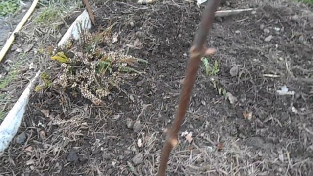 Весенняя ревизия гортензий метельчатых. смотреть онлайн