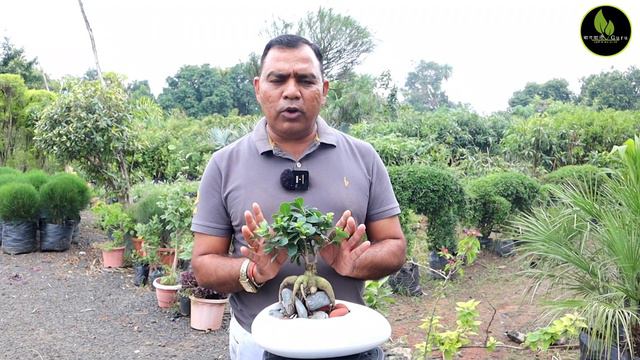 Ficus mini Bonsai|| फाइकस ka मिनी बोनसाई|| Ginseng ficus || смотреть онлайн