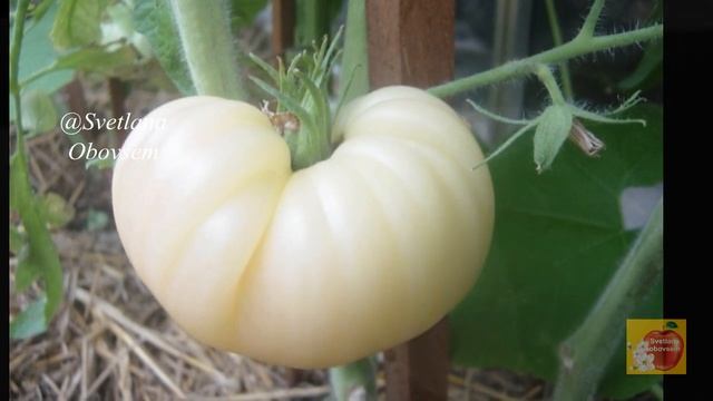 ЛУЧШИЙ БЕЛЫЙ ТОМАТ- ГИГАНТ С КОЖИЦЕЙ КАК БЕЛЫЙ КРЕМ И С ВКУСОМ СВЕЖЕСРЕЗАННОГО АНАНАСА,ДЫНИ,ГУАВЫ. смотреть онлайн