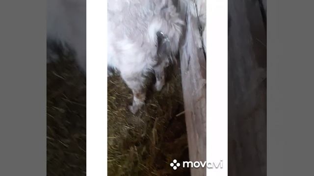 коза ламанча котится ( рожает ) смотреть онлайн