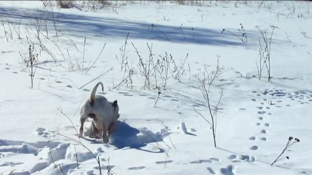 Питбуль Будда зима смотреть онлайн