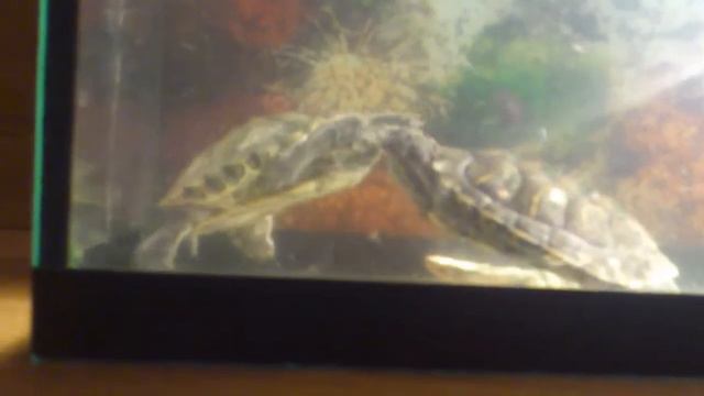 что делают эти черепахи? смотреть онлайн