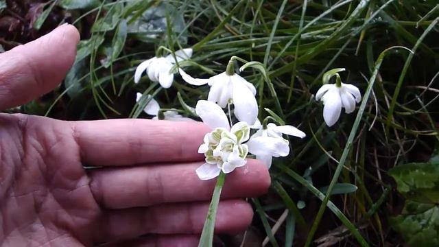 Galanthus nivalis Flore Pleno смотреть онлайн