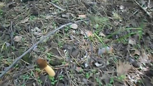 Грибное эльдорадо.Сморчки. смотреть онлайн