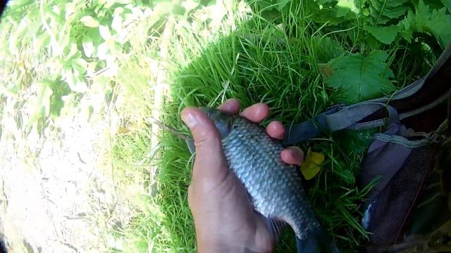Плотва Елец Карась. На городской речке! Тесто и Анис. Рыбалка с Сергеем ЗУ смотреть онлайн