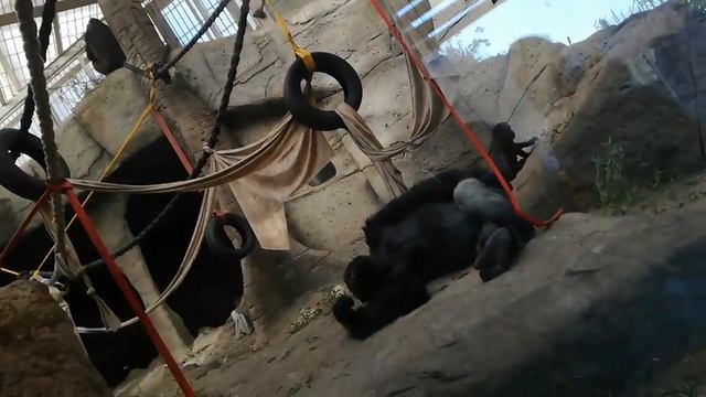 Visita Al Zoo Aquarium Madrid