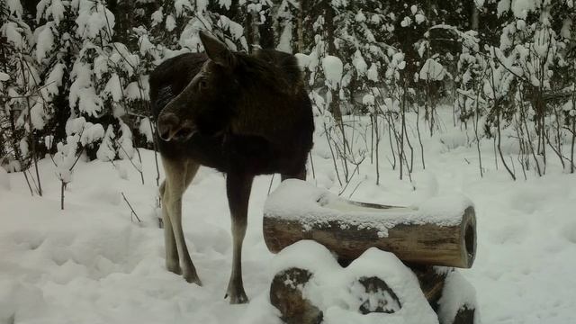 Фотоловушка Bolyguard SG2060-K #27 / Солонец №2 смотреть онлайн