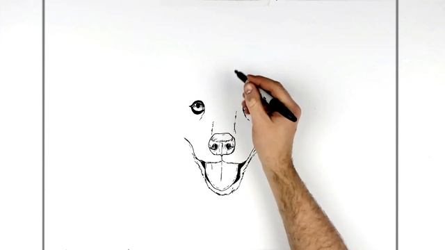 How To Draw A Wolf/Husky Puppy | Step By Step | смотреть онлайн
