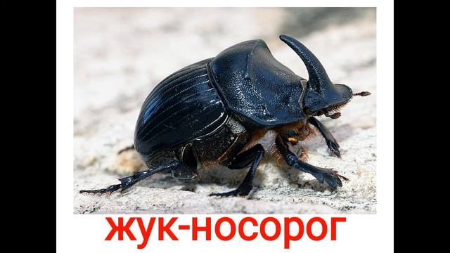 Животные насекомые 2 жуки смотреть онлайн