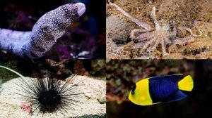 Подводный мир. Викторина для детей на 4 минуты. Кто живёт под водой? Часть 2.