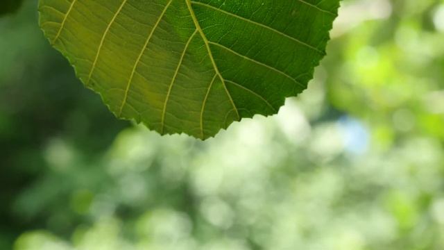 Почему трава зеленая. Детские Почемучки смотреть онлайн