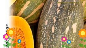 Тыква Витаминная (Тыква). Краткий обзор, описание характеристик, где купить семена cucurbita pepo