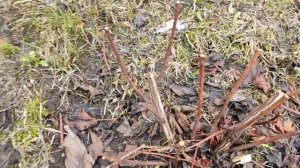 30.04.2023 Формирующая обрезка пузыреплодника.