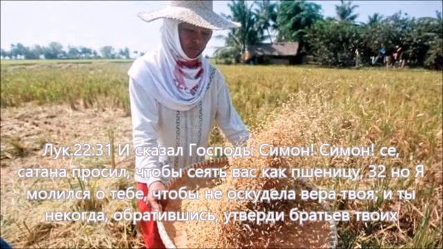 Просеивание пшеницы смотреть онлайн