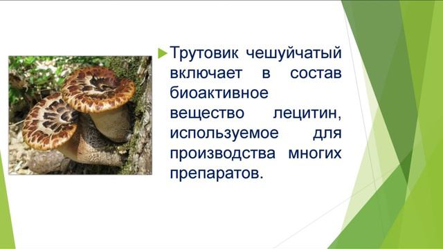 Важный виоргон для каждой семьи. Виоргон 39 смотреть онлайн
