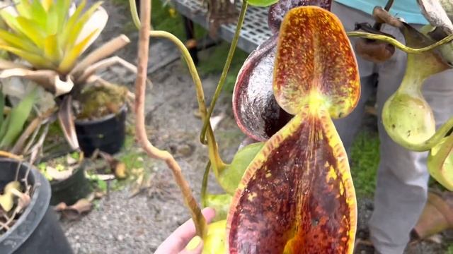 Nepenthes lowii; the poop eating pitcher plant смотреть онлайн