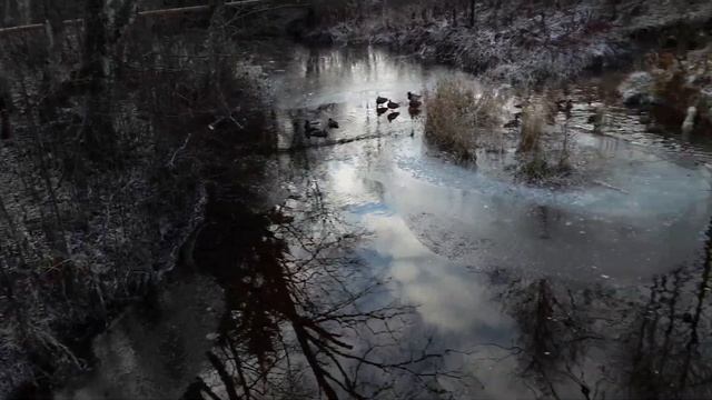 19.11.2023. Мир Любви Шивы и Шакти - уточки. смотреть онлайн