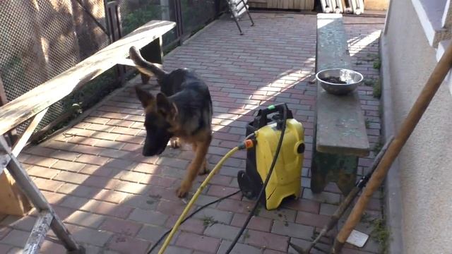 Живчик ДЭН. Щенок Немецкой овчарки 5 мес. Puppy German Shepherd 5 months. смотреть онлайн