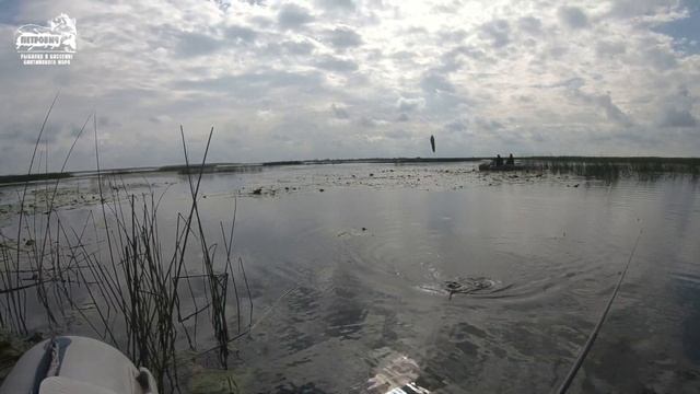 VLOG: Идеальный клёв. Крупный карась. Лука. Куршский залив. Август 2019 смотреть онлайн