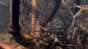 Родостомус. Красноносая тетра. Содержание в аквариуме