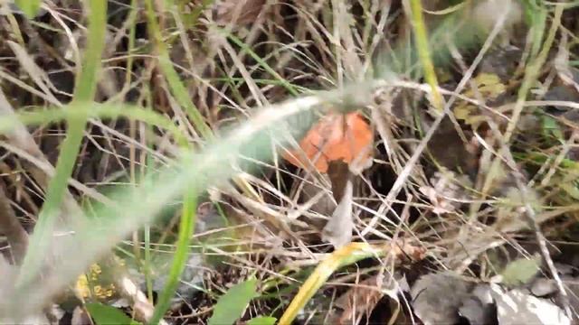 Секреты Профессионального Развития