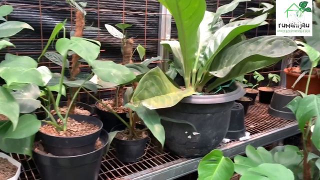 Promo ramadhan murah pake bangett⁉️ смотреть онлайн