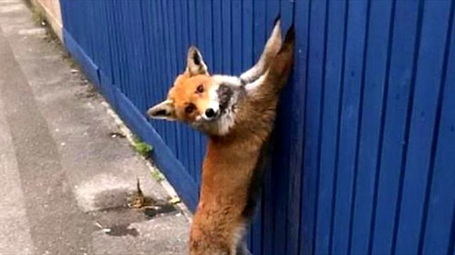 Люди услышали за окном жуткие вопли! Выйдя на улицу, они не поверили глазам! смотреть онлайн