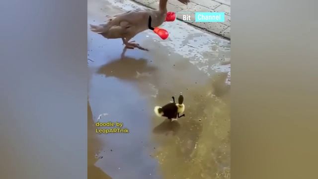 Подборка уникальных видео приколов. Смотреть на ночь. Ржач по полной 100% смотреть онлайн