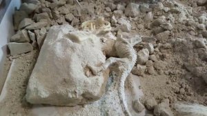 Делаем раскопки динозавров