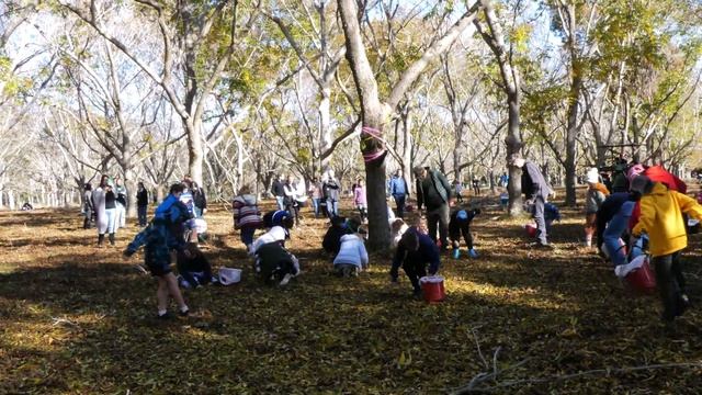 ?КАК СОБИРАТЬ ОРЕХИ ПЕКАН #орех #урожай #сад #австралия #picking #pecans смотреть онлайн