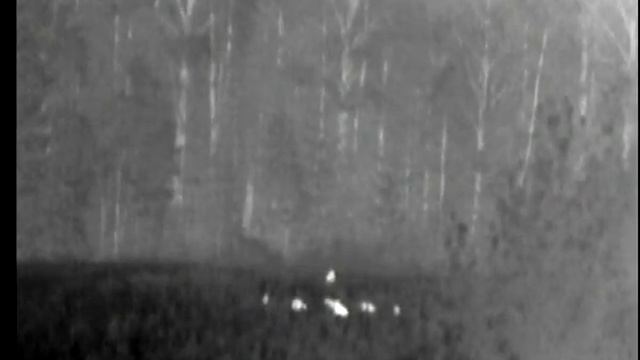 Кабаны на поле (на овсах) в тепловизор смотреть онлайн