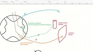 Вегетативная нервная система