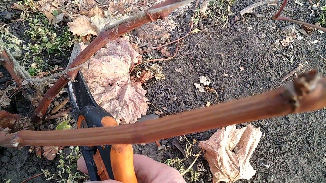 Осенняя обрезка двухлетнего куста винограда смотреть онлайн