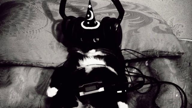 Cool Cat who listen/ Крутой Кот который что-то слушает смотреть онлайн