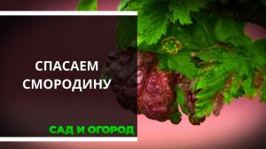 Борьба с красными вздутиями на листьях смородины