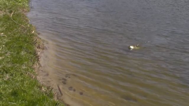 @Ловля на микроколебалки. Ловим жереха на спиннинг. смотреть онлайн