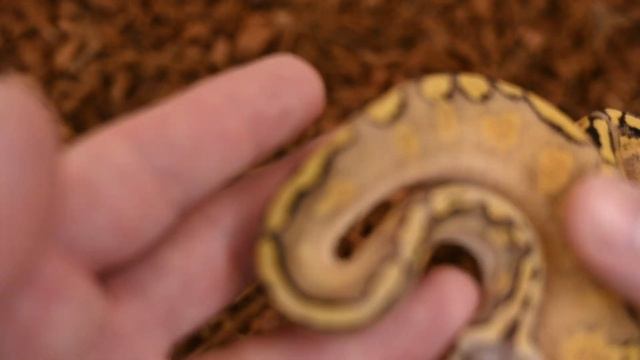 These Snakes Look Like They're Made Out of Candy!! | Ball Python Clutch Update 2023 смотреть онлайн