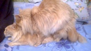 Main-coon mating.Вязка мейн-кунов.
