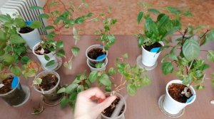 Фуксия. Весенняя обрезка, формировка и прищипка фуксии. Черенкование фуксии. Когда ждать цветения?