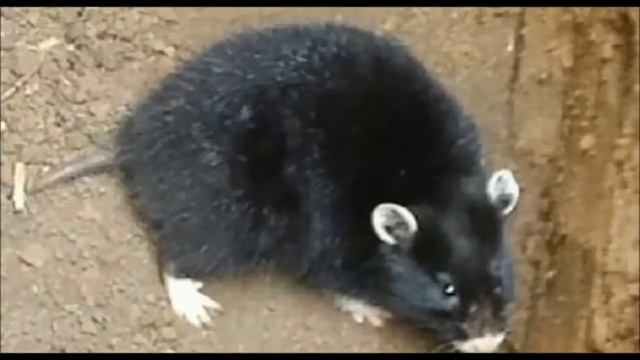 Мой опыт борьбы с карбышем