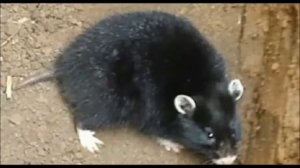 Мой опыт борьбы с карбышем